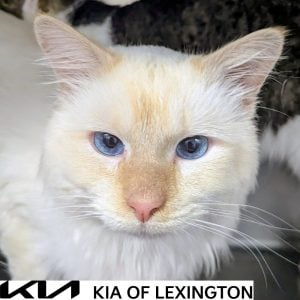 Website Pet Pictures - 2026-10-12T142308.578