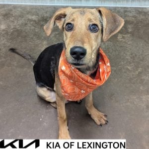 Website Pet Pictures - 2026-10-12T150218.571