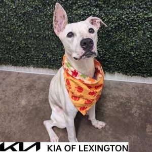 Website Pet Pictures - 2026-10-12T152319.615