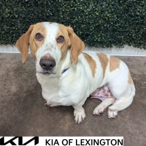 Website Pet Pictures - 2026-10-12T160814.578