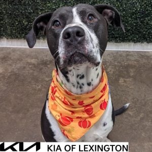 Website Pet Pictures - 2026-10-12T161231.664