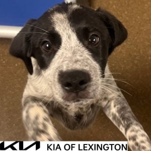 Website Pet Pictures - 2026-10-12T162507.104
