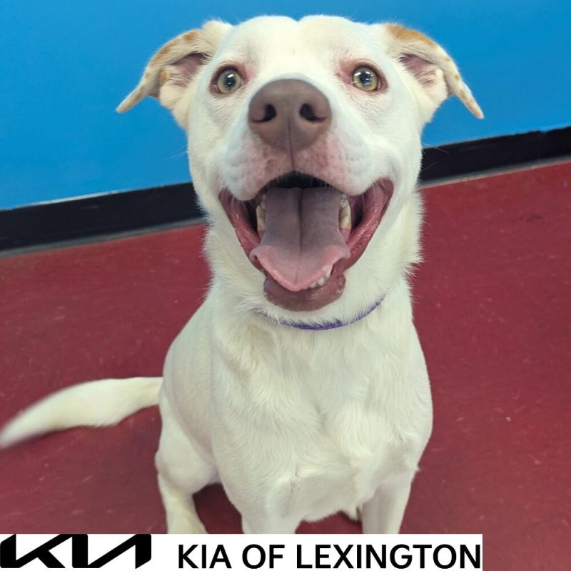Website Pet Pictures - 2026-10-14T155709.747