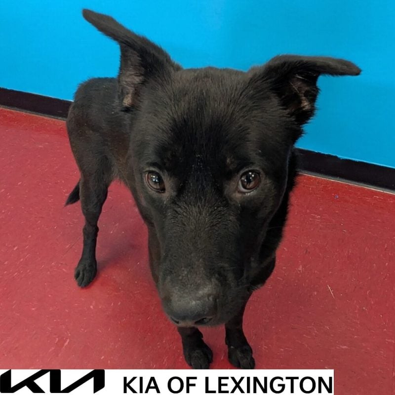Website Pet Pictures - 2026-10-14T155900.225