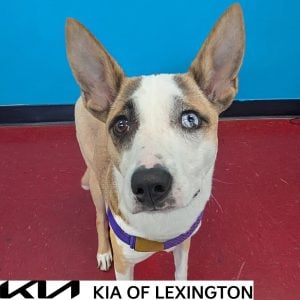 Website Pet Pictures - 2026-10-14T160710.774