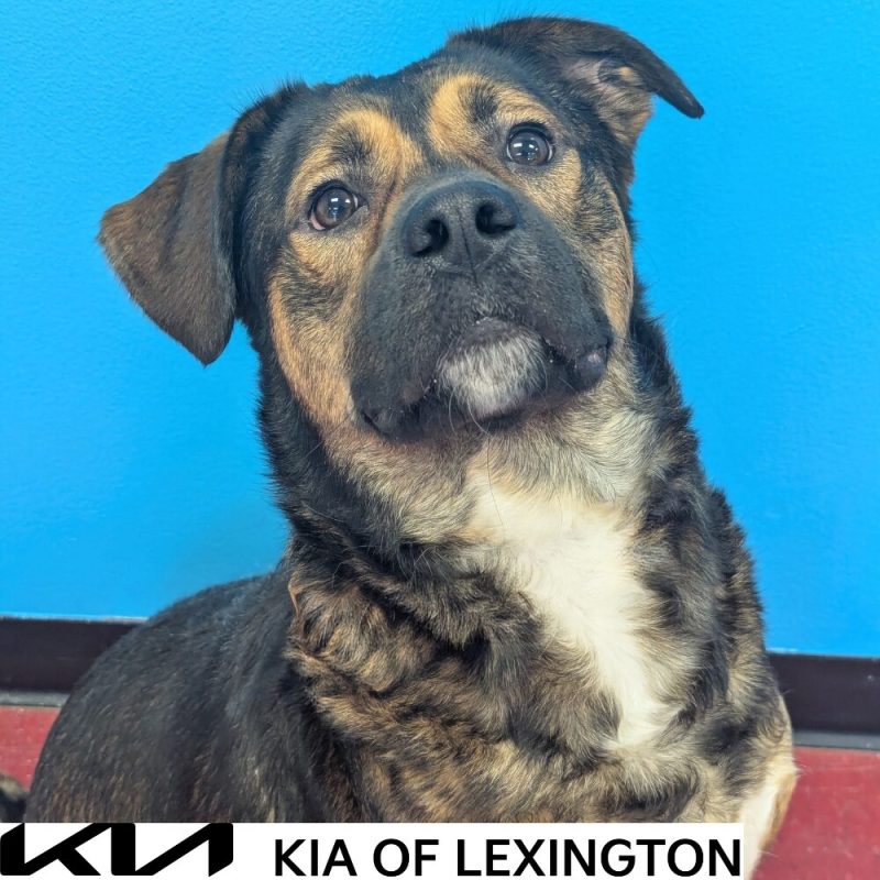 Website Pet Pictures - 2026-10-14T161123.727