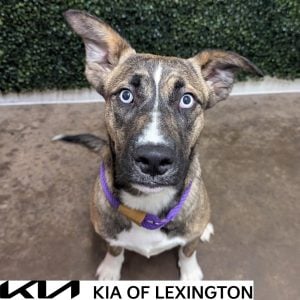 Website Pet Pictures - 2026-10-14T161546.419