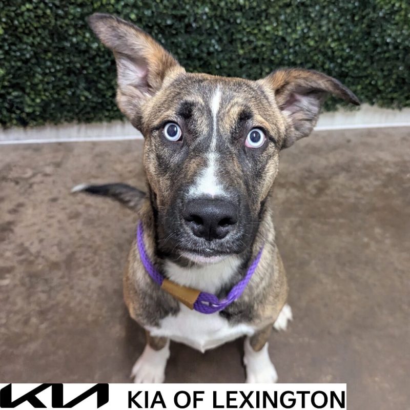 Website Pet Pictures - 2026-10-14T161546.419