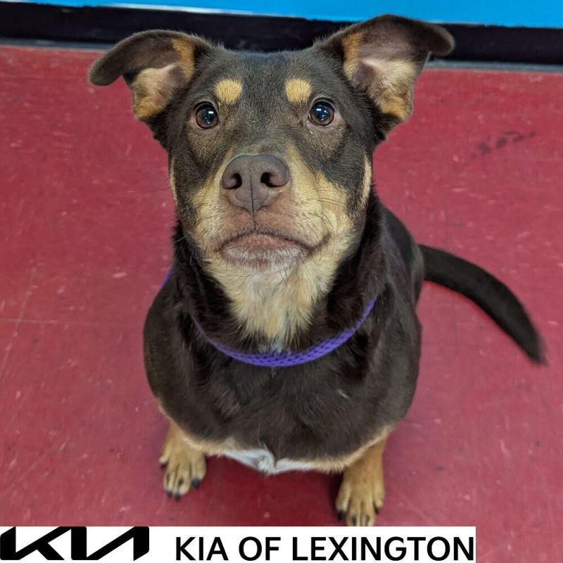 Website Pet Pictures - 2026-10-15T110651.191