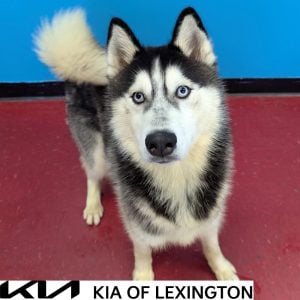 Website Pet Pictures - 2026-10-15T112309.266