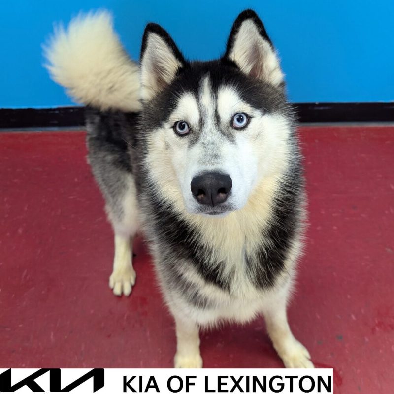 Website Pet Pictures - 2026-10-15T112309.266