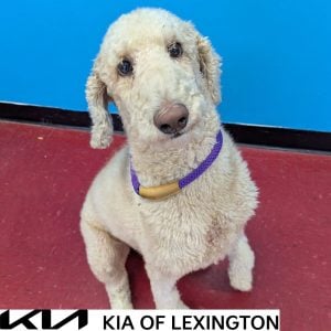 Website Pet Pictures - 2026-10-18T095800.402