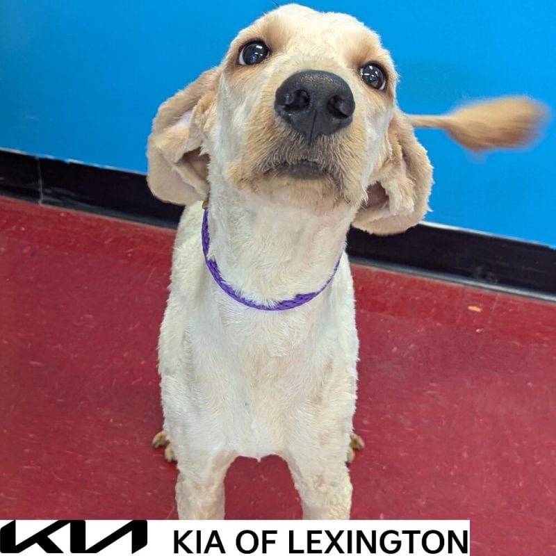 Website Pet Pictures - 2026-10-18T102859.847