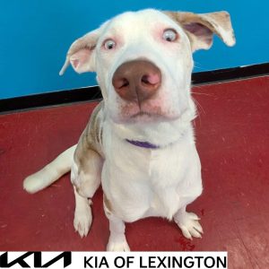 Website Pet Pictures - 2026-10-18T103331.842
