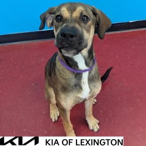 Website Pet Pictures - 2026-10-18T163222.854