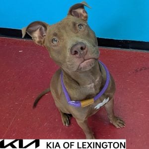 Website Pet Pictures - 2026-10-18T163430.825