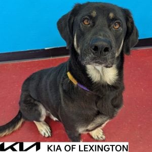Website Pet Pictures - 2026-10-18T165034.071