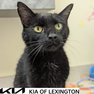 Website Pet Pictures - 2026-10-19T084218.209