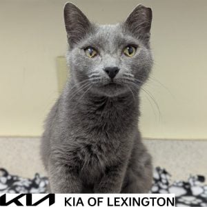 Website Pet Pictures - 2026-10-19T084725.168