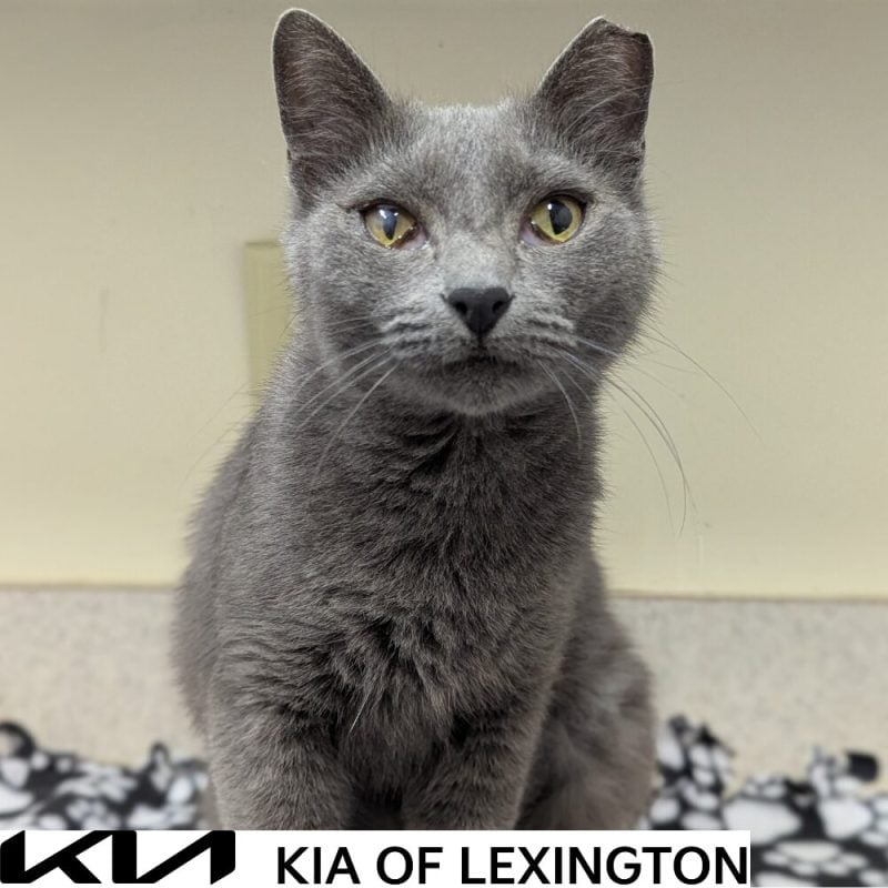 Website Pet Pictures - 2026-10-19T084725.168
