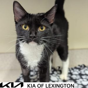 Website Pet Pictures - 2026-10-19T084936.127