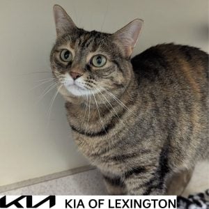 Website Pet Pictures - 2026-10-19T085128.204