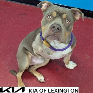 Website Pet Pictures - 2026-10-19T100712.077