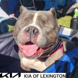 Website Pet Pictures - 2026-10-19T102552.512