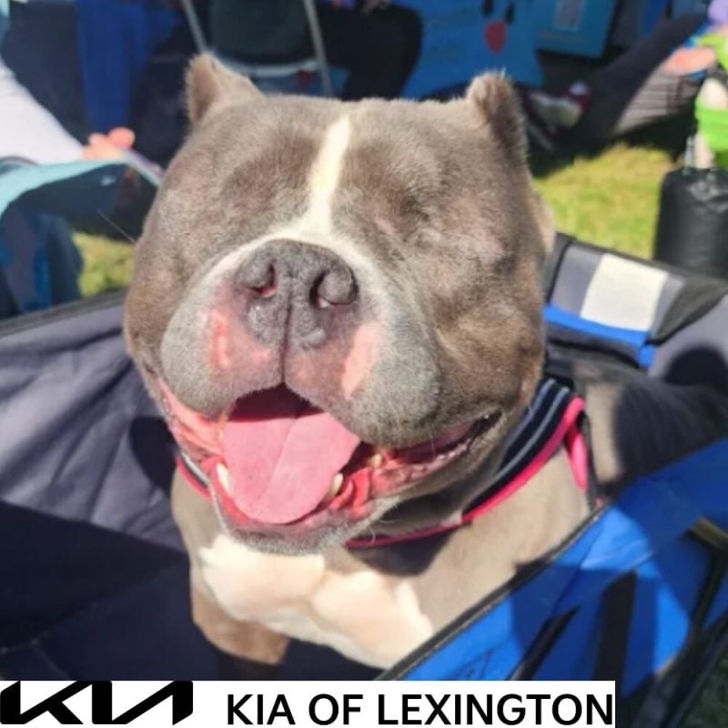 Website Pet Pictures - 2026-10-19T102552.512