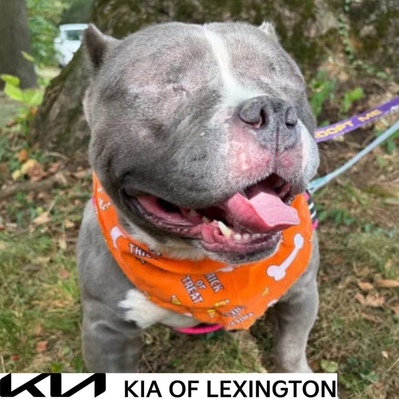 Website Pet Pictures - 2026-10-19T102615.074