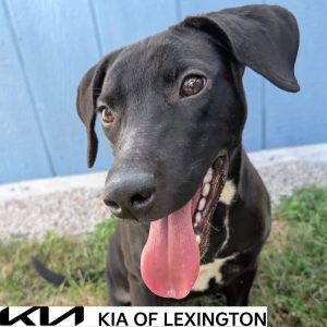 Website Pet Pictures - 2026-10-19T152436.376