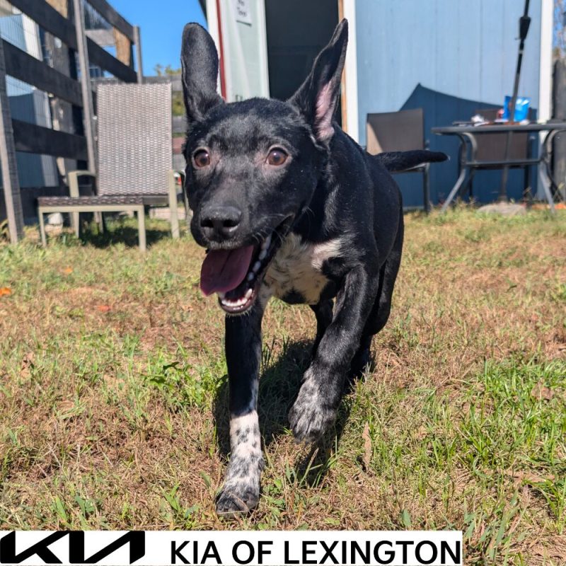 Website Pet Pictures - 2026-10-19T152726.373