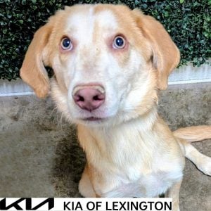 Website Pet Pictures - 2026-10-20T105403.737