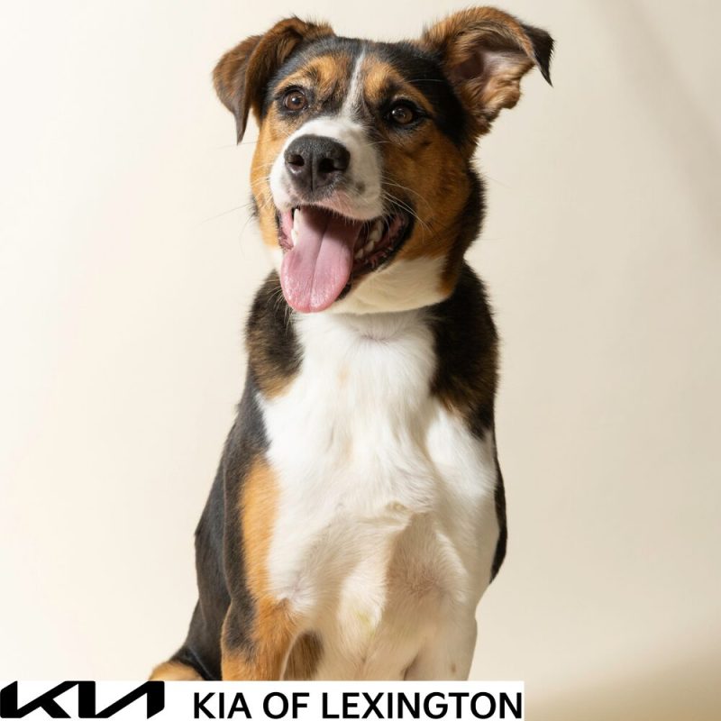Website Pet Pictures - 2026-10-25T101525.708