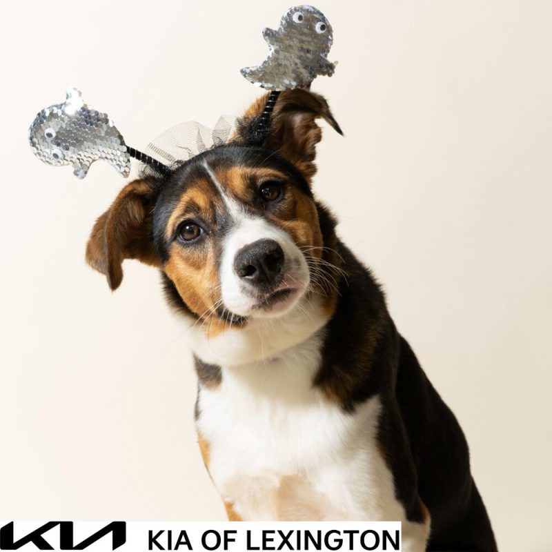 Website Pet Pictures - 2026-10-25T101655.531