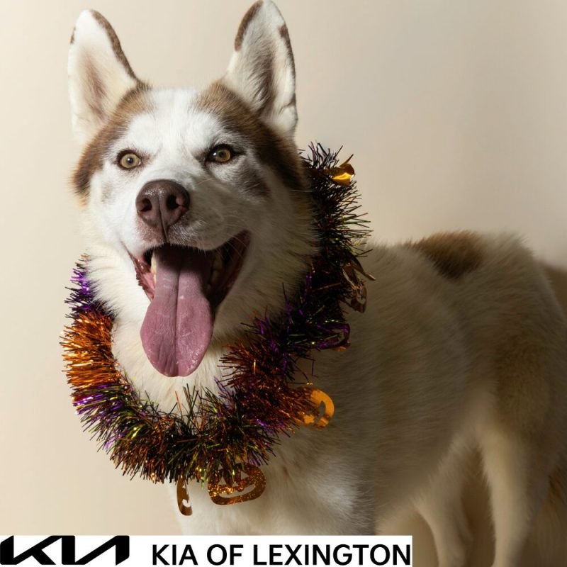 Website Pet Pictures - 2026-10-25T102030.489
