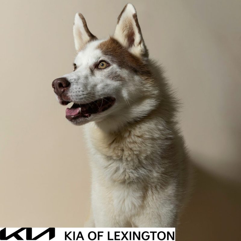 Website Pet Pictures - 2026-10-25T102132.407