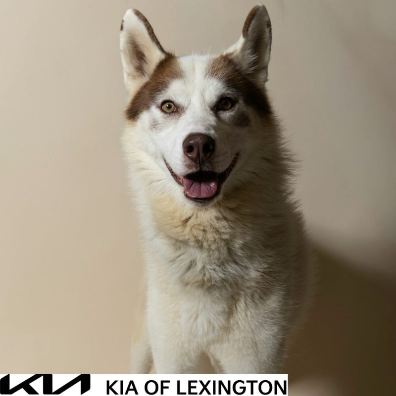 Website Pet Pictures - 2026-10-25T102214.814