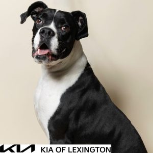 Website Pet Pictures - 2026-10-25T105051.623