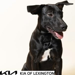 Website Pet Pictures - 2026-10-25T105816.427