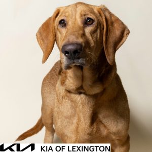 Website Pet Pictures - 2026-10-25T111836.520