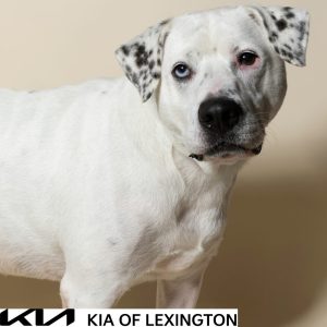 Website Pet Pictures - 2026-10-25T112107.553