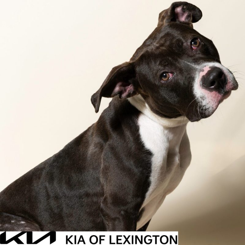 Website Pet Pictures - 2026-10-25T112537.794