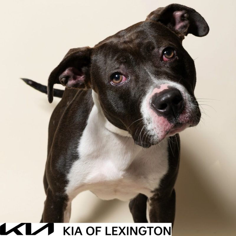 Website Pet Pictures - 2026-10-25T112557.601