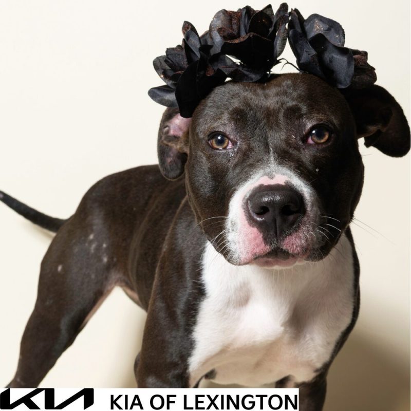 Website Pet Pictures - 2026-10-25T112731.477