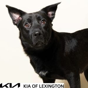 Website Pet Pictures - 2026-10-25T114347.482
