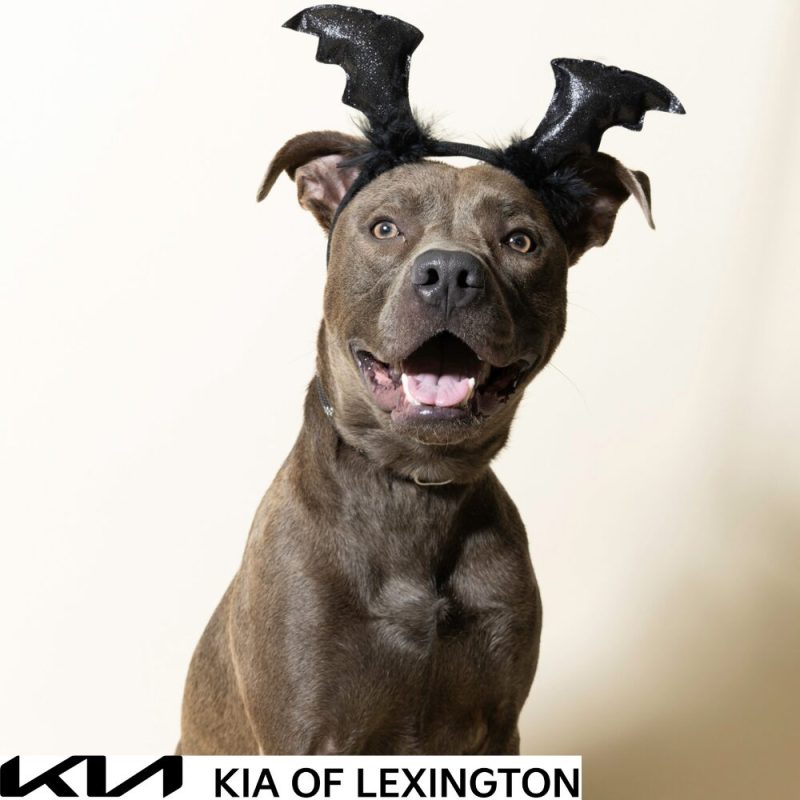 Website Pet Pictures - 2026-10-25T114644.666