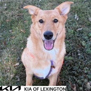 Website Pet Pictures - 2026-10-25T142554.411