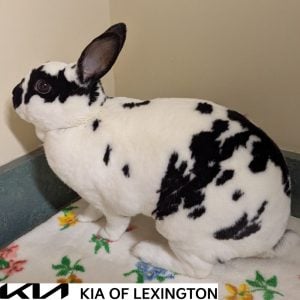 Website Pet Pictures - 2026-10-26T091137.699