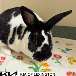 Website Pet Pictures - 2026-10-26T091354.565
